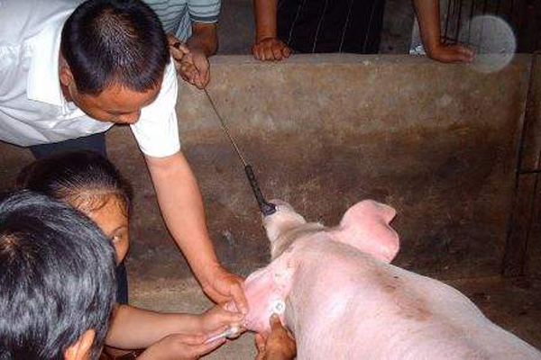 豬場(chǎng)疫苗保存與使用時(shí)需要注意的事項(xiàng)