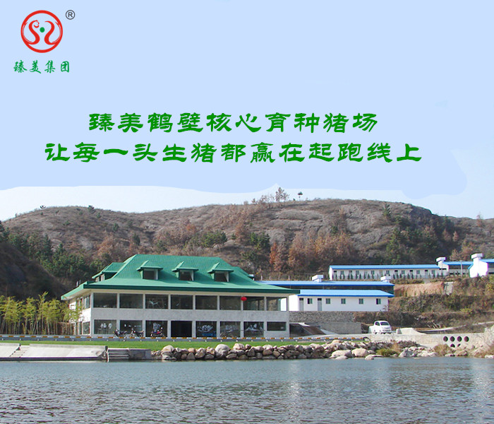 臻美集團(tuán)鶴壁育種豬場 臻美集團(tuán)鶴壁育種豬場