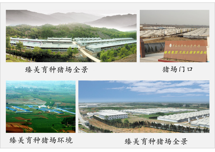 臻美集團(tuán)鶴壁育種豬場 臻美集團(tuán)鶴壁育種豬場