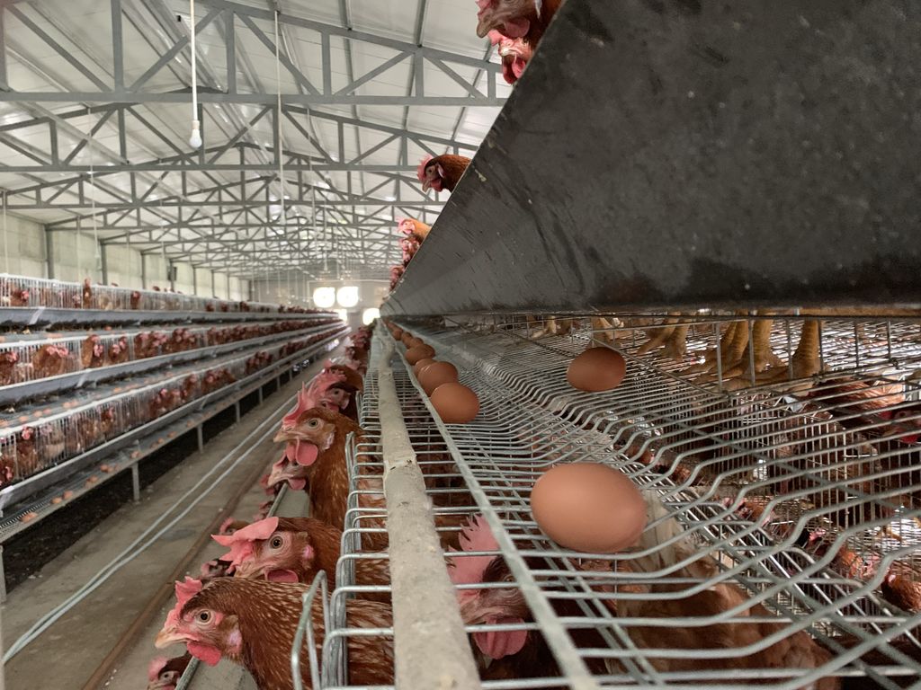 臻美農(nóng)牧集團