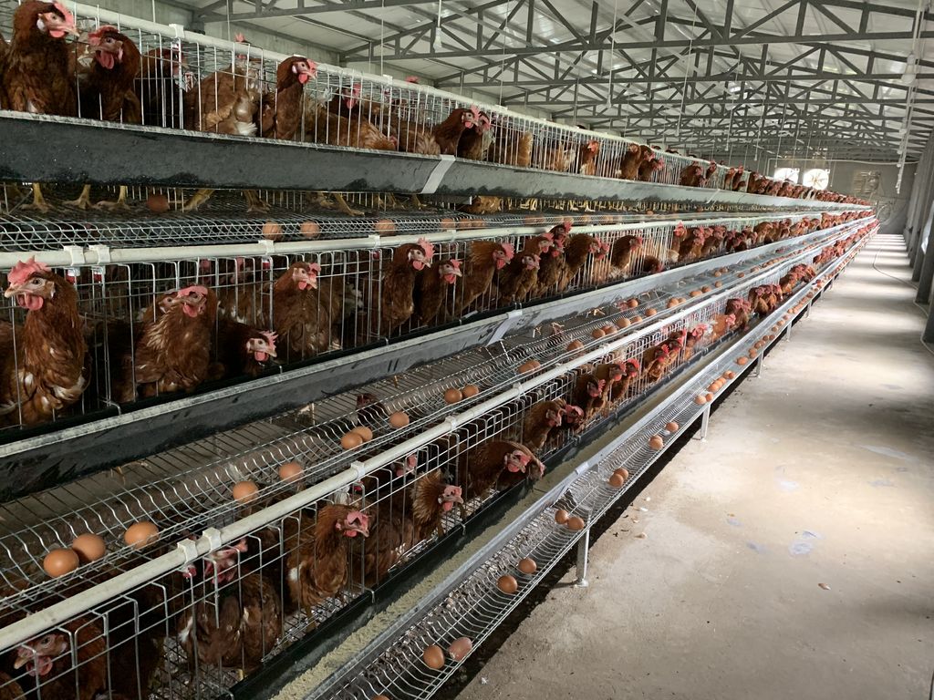 臻美農(nóng)牧集團