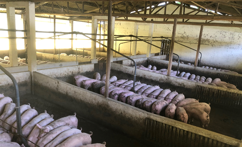 AFIA論文:益生菌和益生元在動(dòng)物腸道健康管理中的應(yīng)用